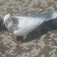جوجه طوقی هفت رنگ خوشگل