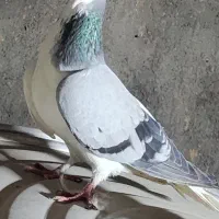 کفتر|پرنده|نیشابور, شهرآرا|دیوار
