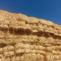 پرس|لوازم جانبی حیوانات|نیشابور, مازول|دیوار