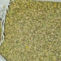 فروش عدس بلغور وحلیم