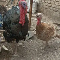 بوقلمون