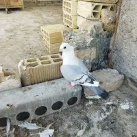 یک جفت ساتن