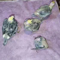جوجه عروس هلندی