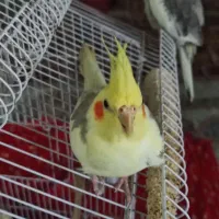 عروس هلندی