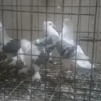 ۴ تا جوجه پرشی