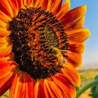 سیمکارت رند