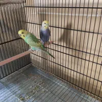 جفت مرغ عشق رینبو مولد