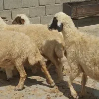 میش وه بره