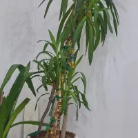 گل یوکا