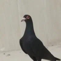 ۴تا مایه ۴۰۰ کفتر