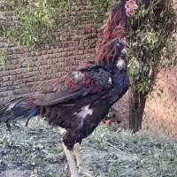مرغ خروس لاری اوشامو