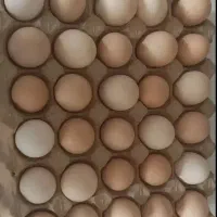 تخم مرغ نطفه دار تضمینی از نژاد های لاری و پلیموت