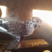 کفتر|پرنده|سیمین شهر, |دیوار