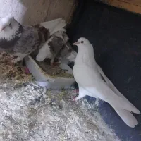 کفتر بدرد بخور