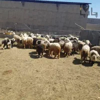 بره چاق کشتاری