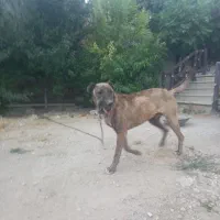 سگ افقان
