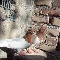 نروماده کله زرد