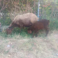 میش با بره