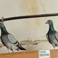 حرف ندارن