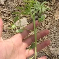 نشا فلفل گوجه