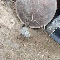 مرغ خانگی تخمگذار