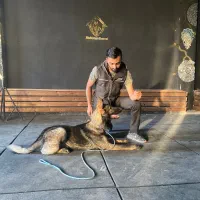 ژرمن ورک لاین سیبل ماده