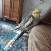 عروس هلندی سخنگو