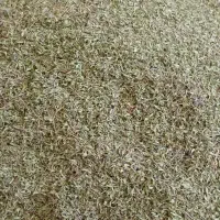 آویشن. تمیز