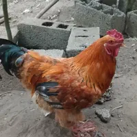 خروس پاپری