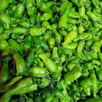 فلفل مناسب ترشی سبز و شیرین حراج فقط امروز