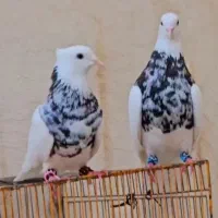 کبوتر
