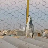 کبوتردمگیر شکار