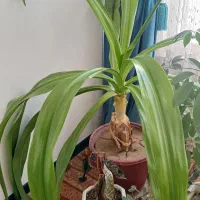 گل اپارتمانی