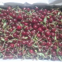 آلبالو تازه