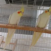 عروس مولد وتک