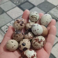 گوشت وتخم بلدرچین وتخم مرغ محلی دوزرده