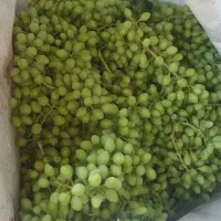 غوره فخری