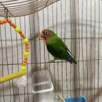 طوطی کوتوله سبز