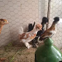 جوجه