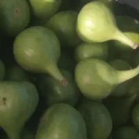 خرید انجیر بر بذر افشانی