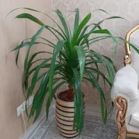 گل پاندانوس و کاج مطبق