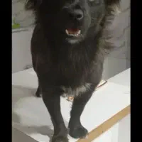 سگ گمشده
