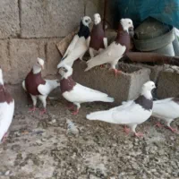 کبوتر طوقی