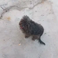 جوجه ضره ای