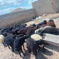 ۴۲ راس بره نر قزل افشار