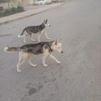 فروش دو عدد هاسکی نر با مادش