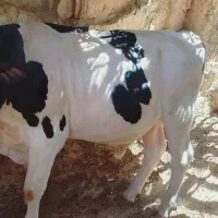 گوساله نر نژاد هلشتاین