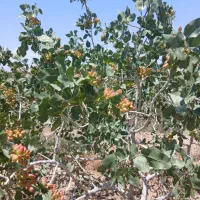 باغ پسته ارگانیک