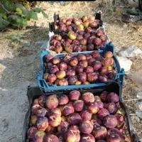 انجیر خیرک شکرک