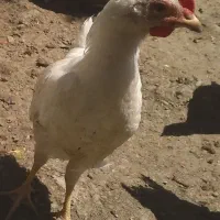 جوجه ماشینی